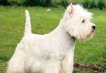 El West Highland White Terrier – Westie – Westy