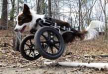 Medir a mi perro para usar silla de ruedas