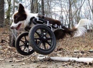 Medir a mi perro para usar silla de ruedas