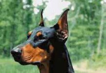 Razas de perros: Dobermann Pinscher