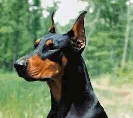Razas de perros: Dobermann Pinscher