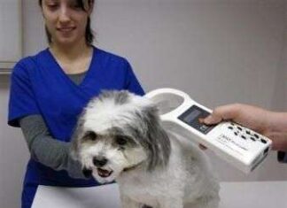 El microchip para tu perro es importante