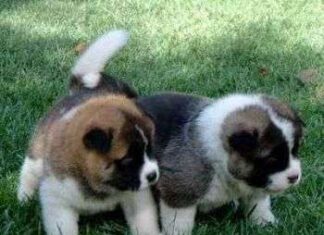 Adoptar un perro
