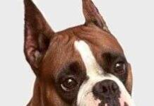 Razas de perros: Boxer