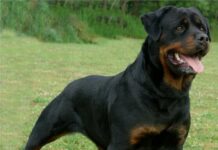 Raza de perro: Rottweiler