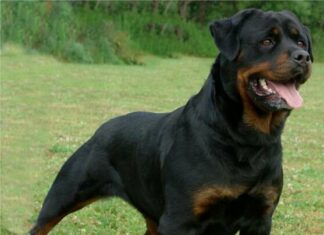 Raza de perro: Rottweiler