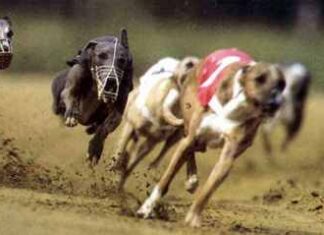 Razas de perros: Galgos
