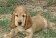 Características de Perros de Caza