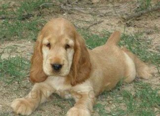 Características de Perros de Caza