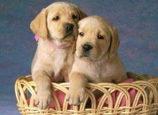 Perros