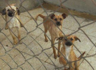 Perros en adopción
