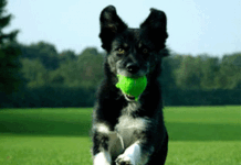 Entrenamiento de perros