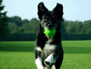 Entrenamiento de perros