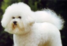 Razas de perros: Bichón Boloñés