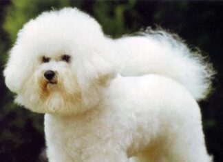 Razas de perros: Bichón Boloñés