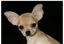 Curiosidades del perro chihuahua