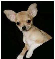 Curiosidades del perro chihuahua