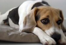 Rasgos del lenguaje corporal