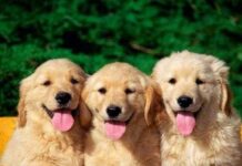 Características de perros