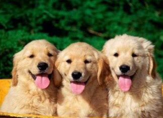 Características de perros