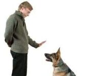 Entrenar a su perro: consejos y pautas