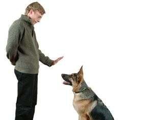 Entrenar a su perro: consejos y pautas