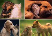 Que hay que saber a la hora de elegir a tu perro