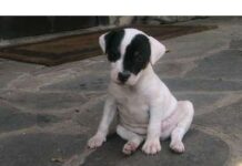 Características Ratonero Bodeguero Andaluz