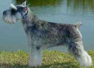 Schnauzer miniatura