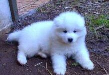 Razas de perros: Samoyedo