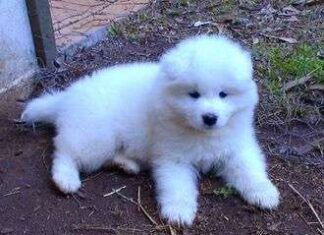 Razas de perros: Samoyedo