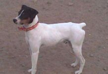 Ratonero Bodeguero Andaluz