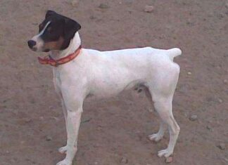 Ratonero Bodeguero Andaluz
