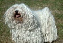 Razas de perros: Puli