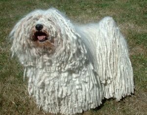 Razas de perros: Puli