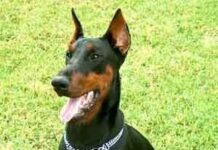 Los orígenes del doberman