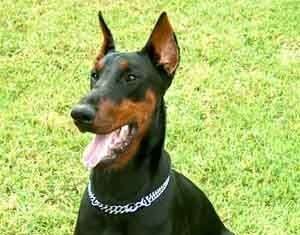 Los orígenes del doberman