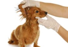 El perfecto cuidado de un perro