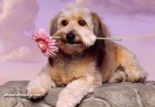 ¿Comprar o adoptar?