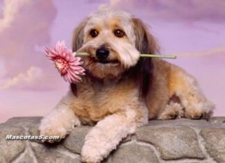 ¿Comprar o adoptar?
