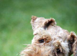 Terrier Galés