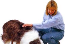 ¿Cómo alimentar de forma segura a nuestro perro?