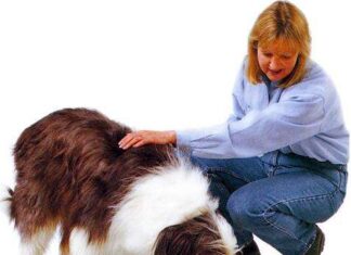 ¿Cómo alimentar de forma segura a nuestro perro?