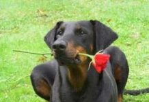 Doberman, los orígenes