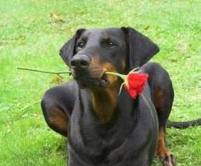 Doberman, los orígenes