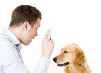 Entrenar a un perro