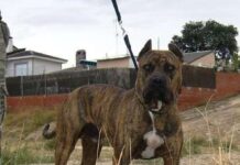 Plan de alimentación y ejercicios para mascotas con sobrepeso