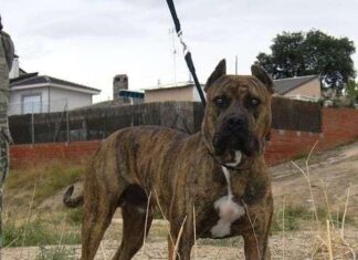 Las 400 razas perros del mundo