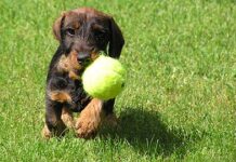 Cómo hacer entender al perro que no muerda las cosas