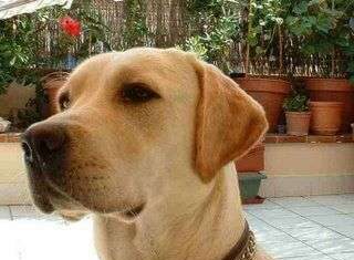 Peleas y perros